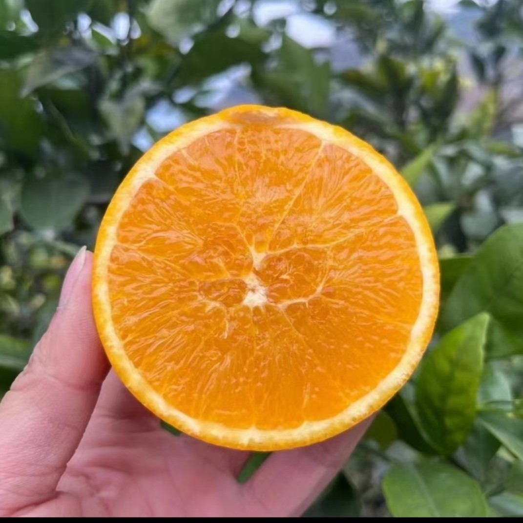 【云阳村播妇联公益助农专属】重庆云阳纽荷尔脐橙10斤彩箱发货新鲜