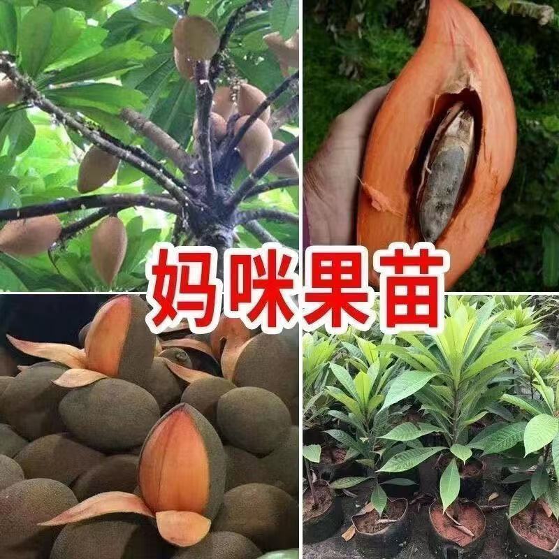 新品种马加纳妈咪果树苗南北方种植室内盆栽庭院种植果苗正宗