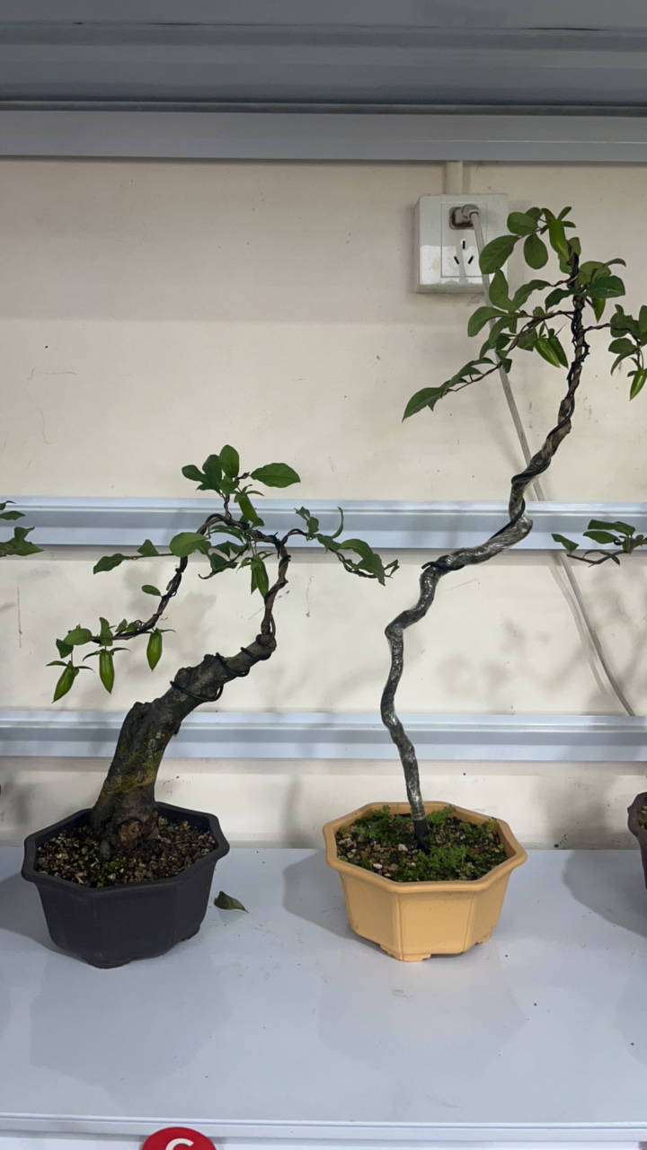 办公室盆栽室内，老鸦柿黄栌黄荆柏树盆景飘枝植物黄栌树迷你绿植