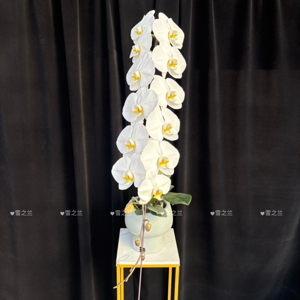 【龙兰 一物一拍】年宵花室内奢品蝴蝶兰（售后请提供完整开箱视频）