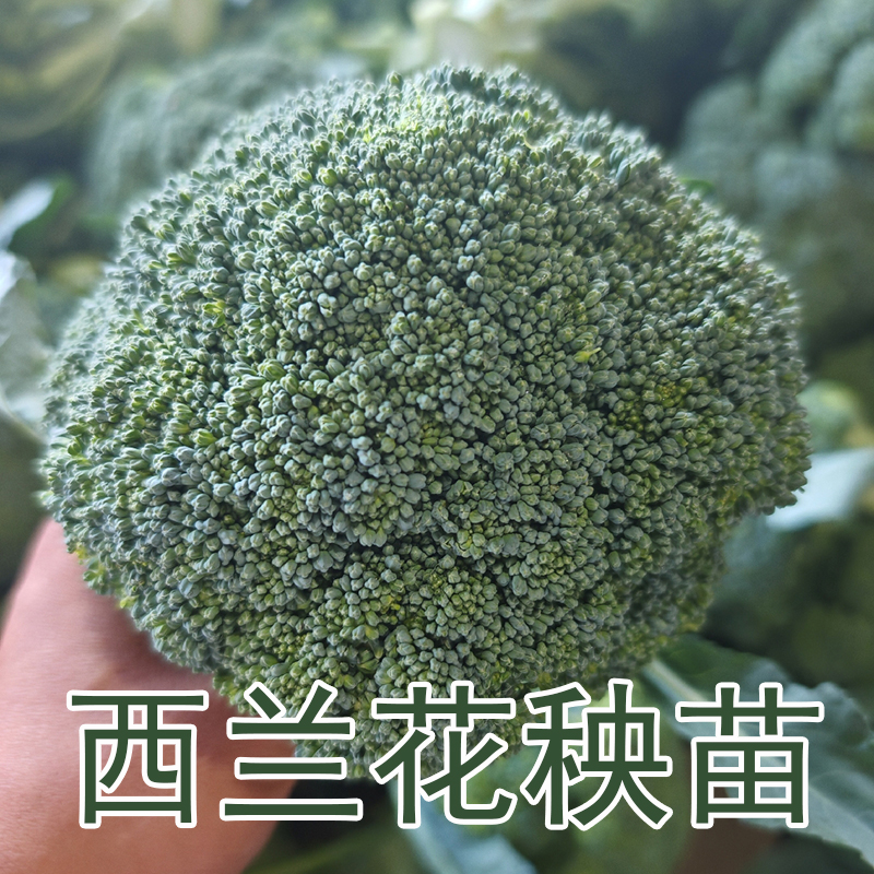 西兰花秧苗牛心绿紫孢子甘蓝松花菜生菜菜苔蔬菜甘蓝苗子带土发货