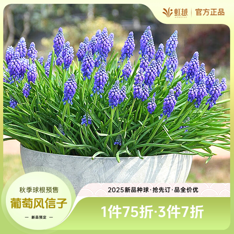 HONGYUE/虹越进口葡萄风信子多年生易养新手花园阳台耐寒球根预售