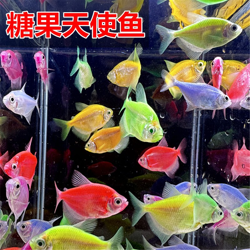 天使糖果鱼 不褪色的多彩鱼 群游彩色鱼青苹果翡翠柠檬红紫蓝天使