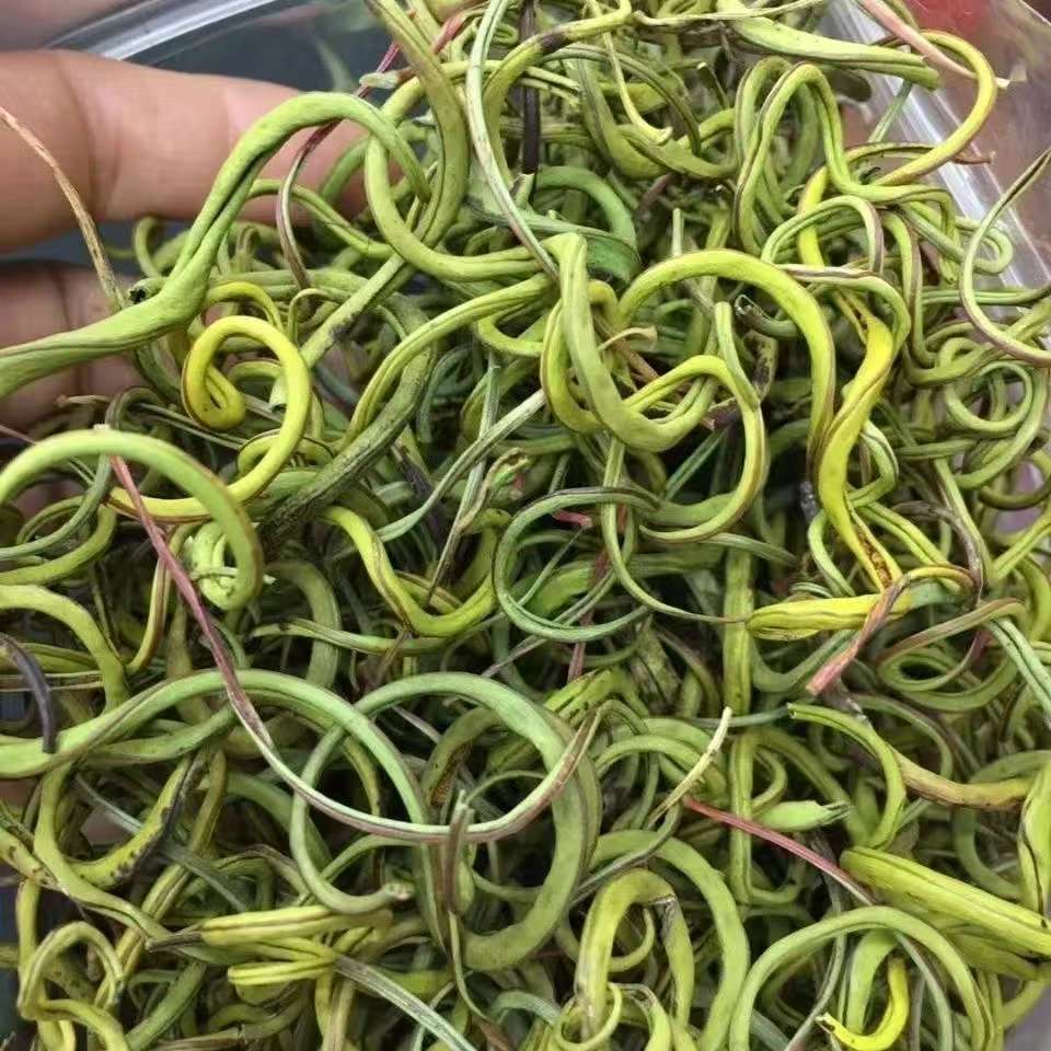 正宗长白山化石草肾精草茶天然野生黄金草养生泡水五宝草