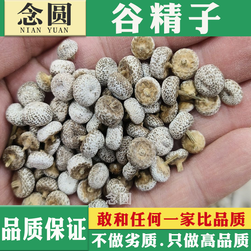 念圆谷精子干货山货谷精草中药材谷精珠珍珠草鱼眼草中草药谷精子