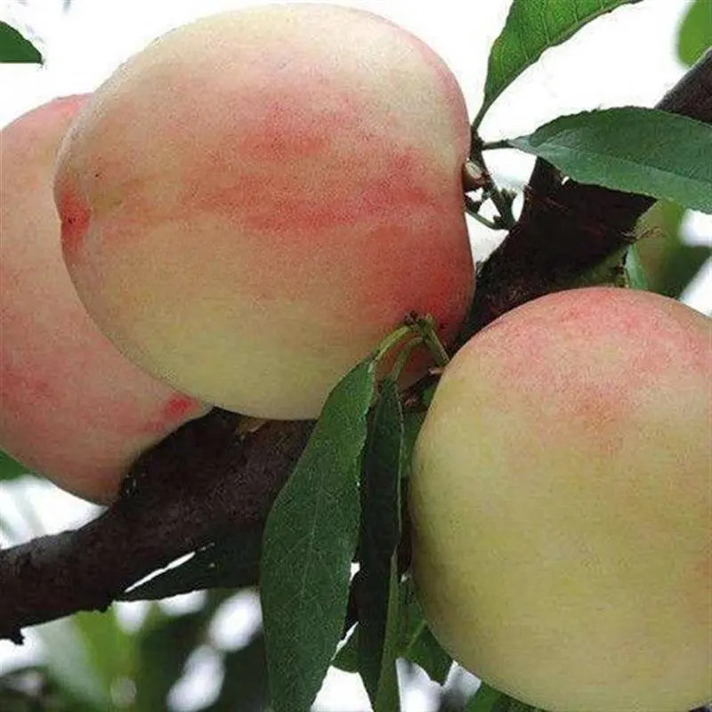 嫁接白花桃树苗六月早熟水蜜桃盆地栽南北方种植 3年苗买一送一