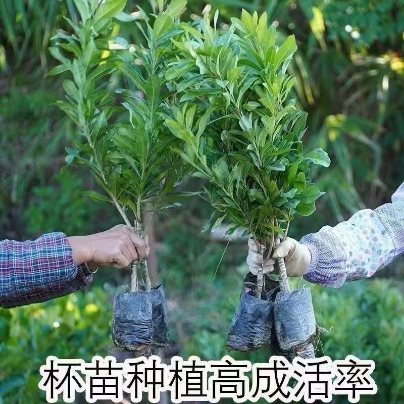 杨梅苗浙江仙居东魁杨梅正宗仙居杨梅大果特大号黑炭东魁杨梅苗