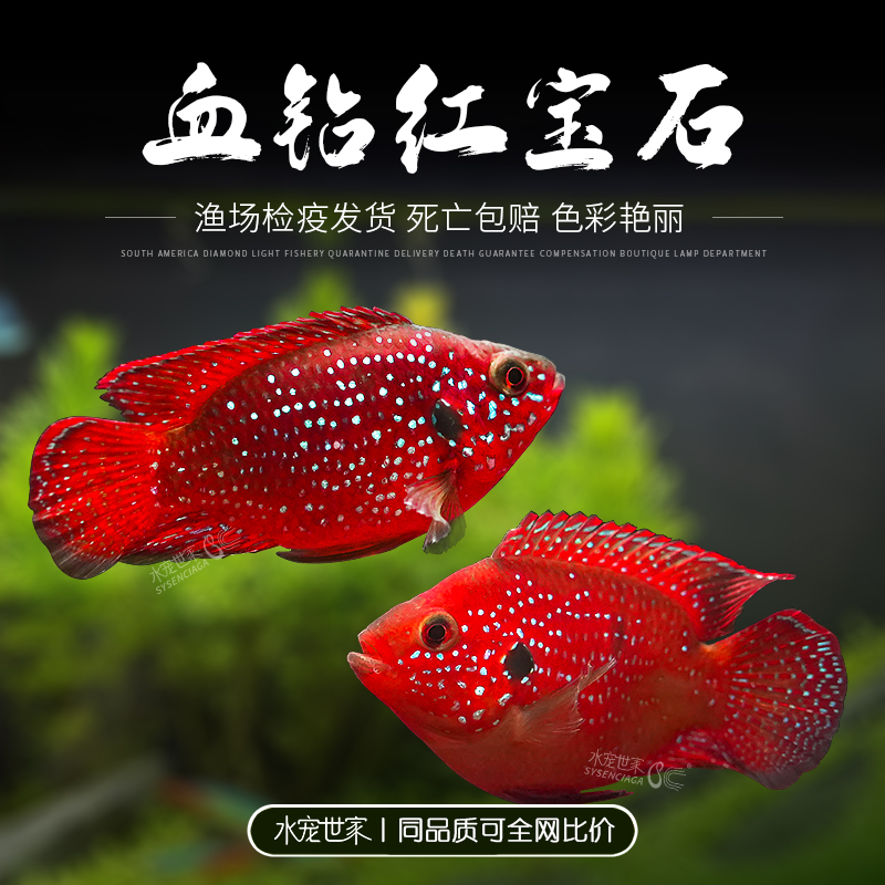 【直播优惠】血钻红宝石热带观赏鱼三湖慈鲷球形鱼短鲷鱼活体