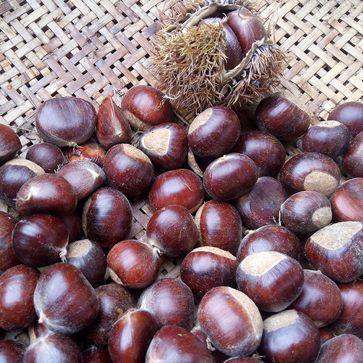 山东沂蒙山新鲜板栗老树油栗子生毛栗子非锥栗香甜软糯5斤包邮