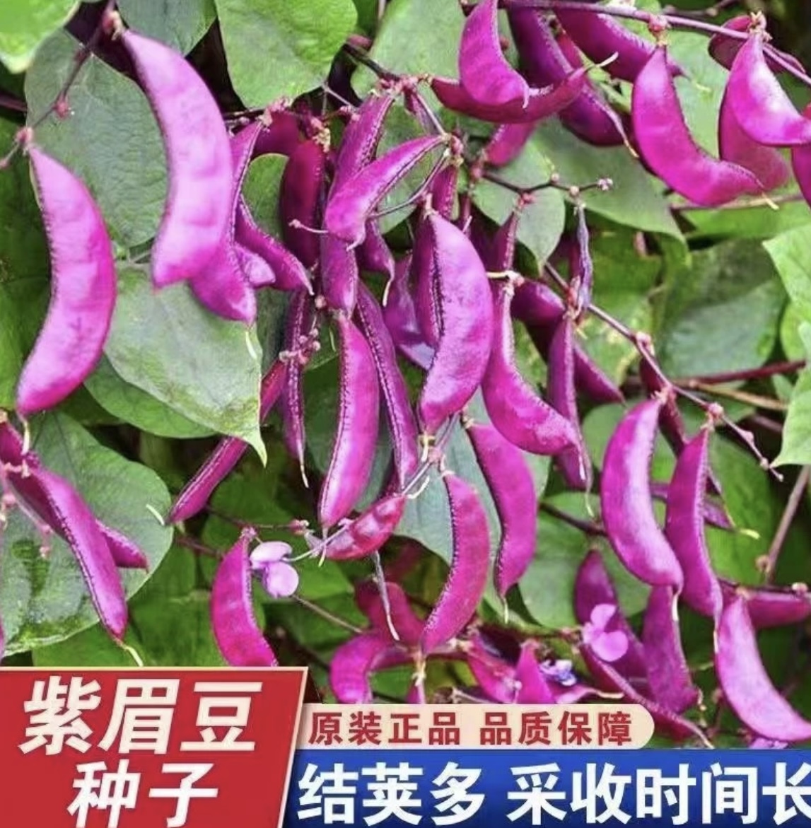 紫眉豆/紫边眉豆种子高产抗病连续结果蔬菜种子（拍2送1）