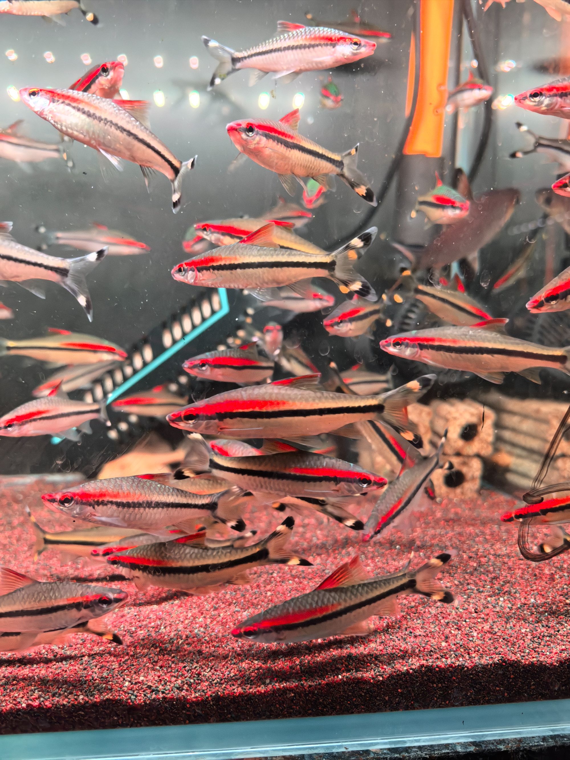 一眉道人热带小型群游观赏鱼苗适合新手