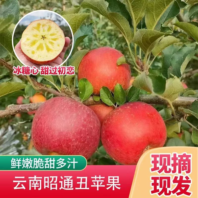 云南昭通冰糖心丑苹果老树丑苹果脆甜多汁新鲜采摘
