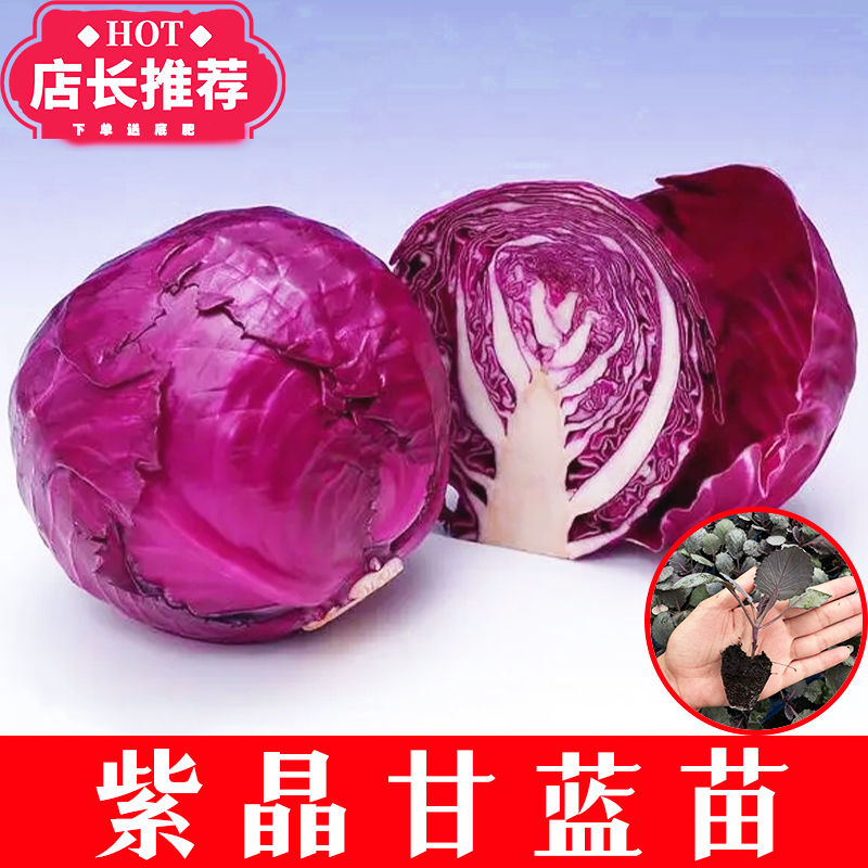 紫晶甘蓝苗紫甘蓝蔬菜苗适合庭院阳台种植的蔬营养丰富