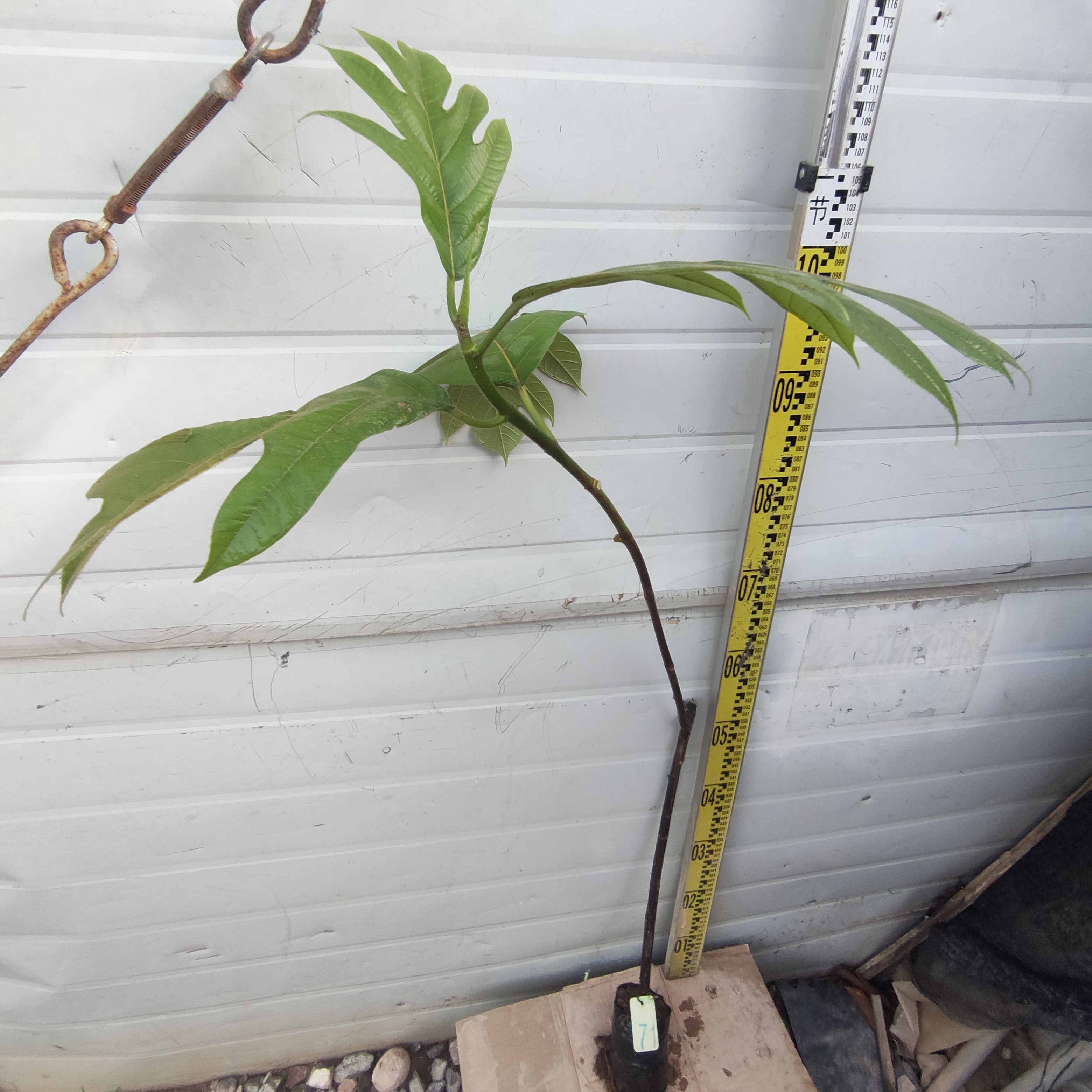 面包树面包果小袋苗71号罗蜜树马槟榔面磅树庭院大型绿植结果绿植