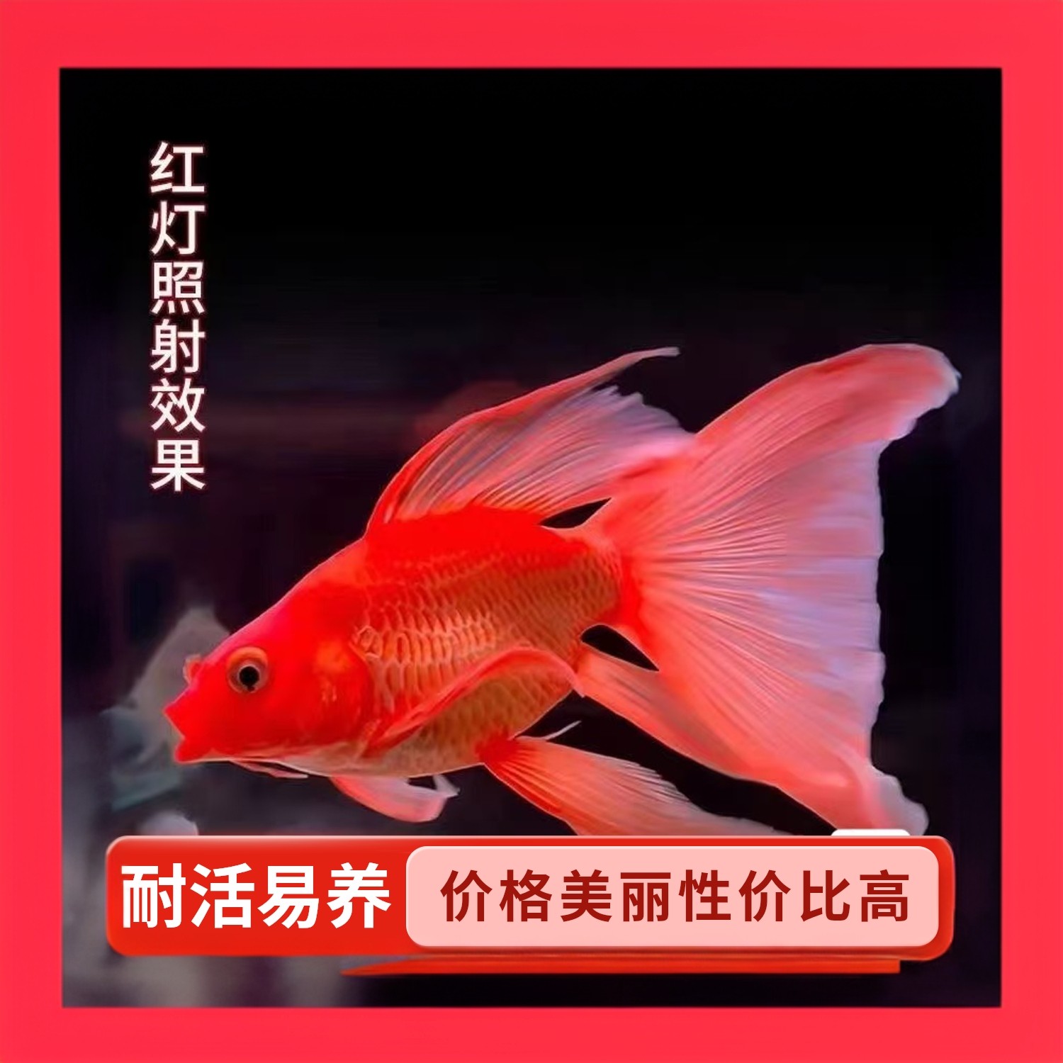 台湾蝴蝶鲤短身红金色大鳍大尾锦鲤鱼苗招财风水鱼冷水鱼观赏鱼