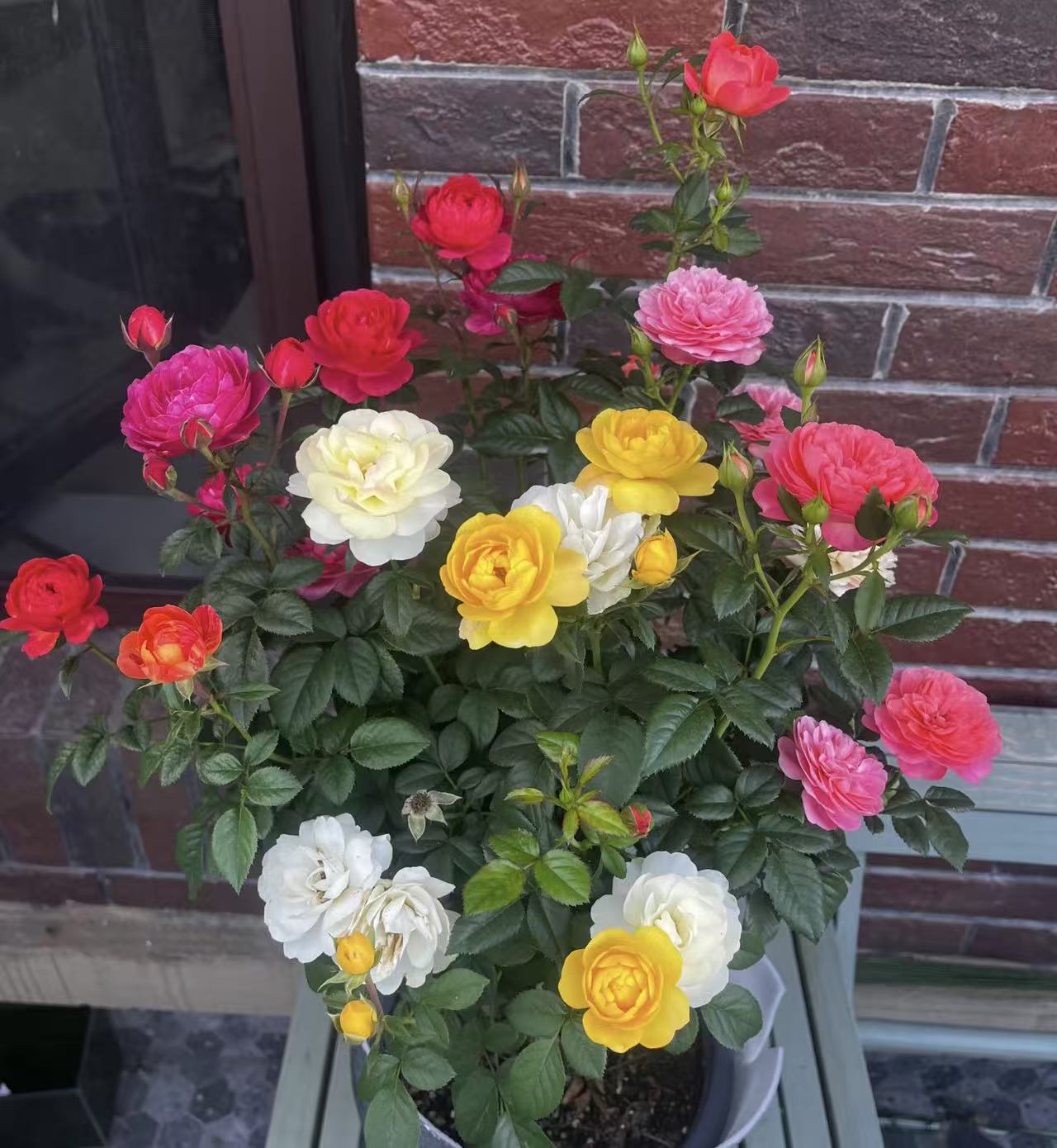 混色月季盆栽四季开花适合阳台庭院种植