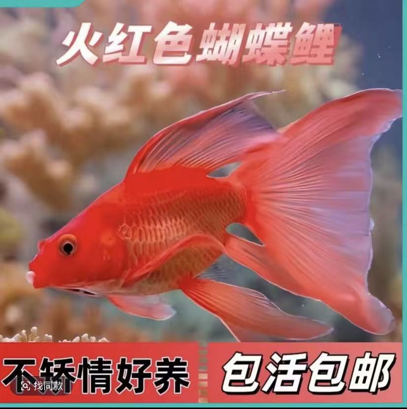 今年头苗短身球体3-5大鳍大尾红色台湾蝴蝶鲤鲤鱼苗冷水观赏鱼