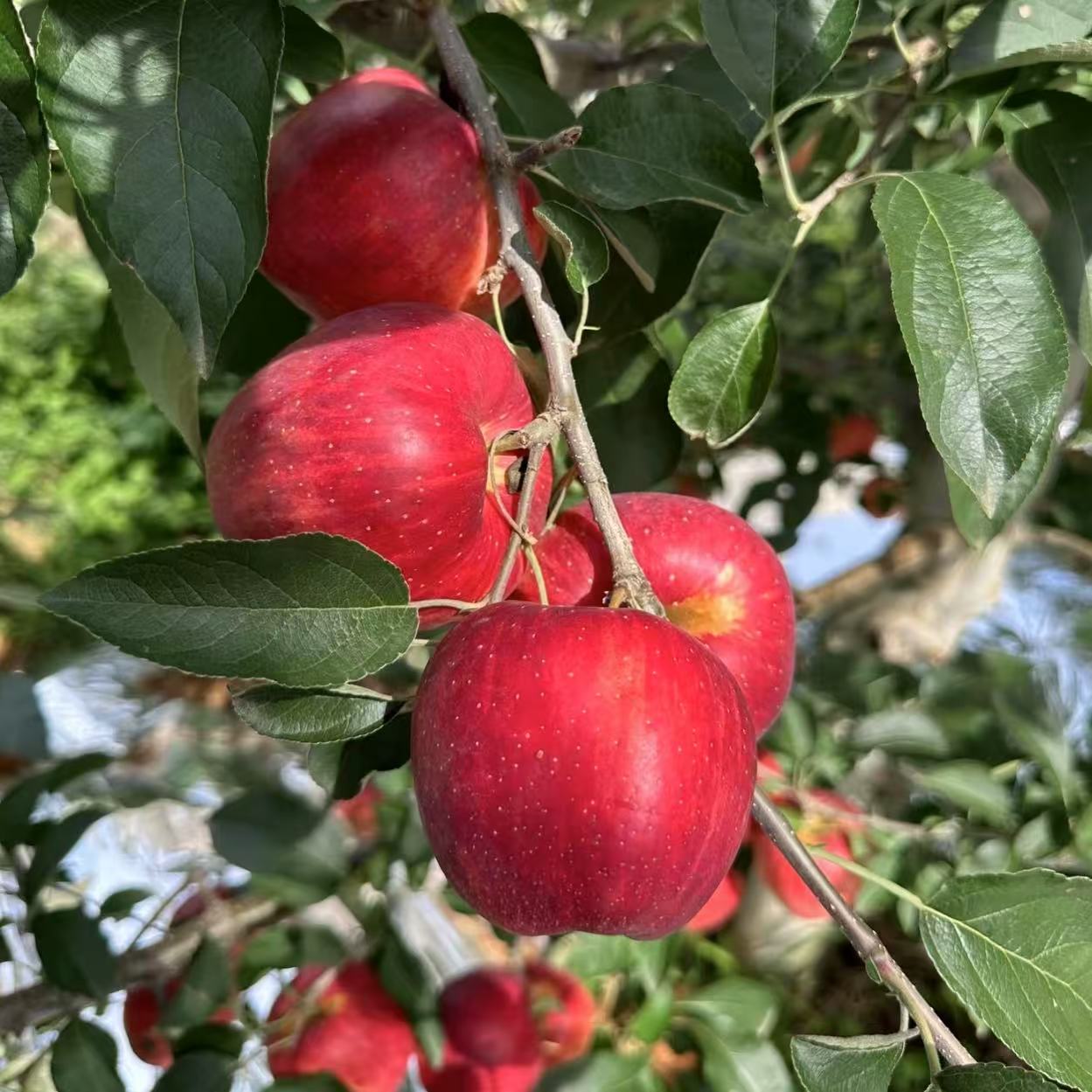 云南昭通丑苹果现摘现发脆甜多汁