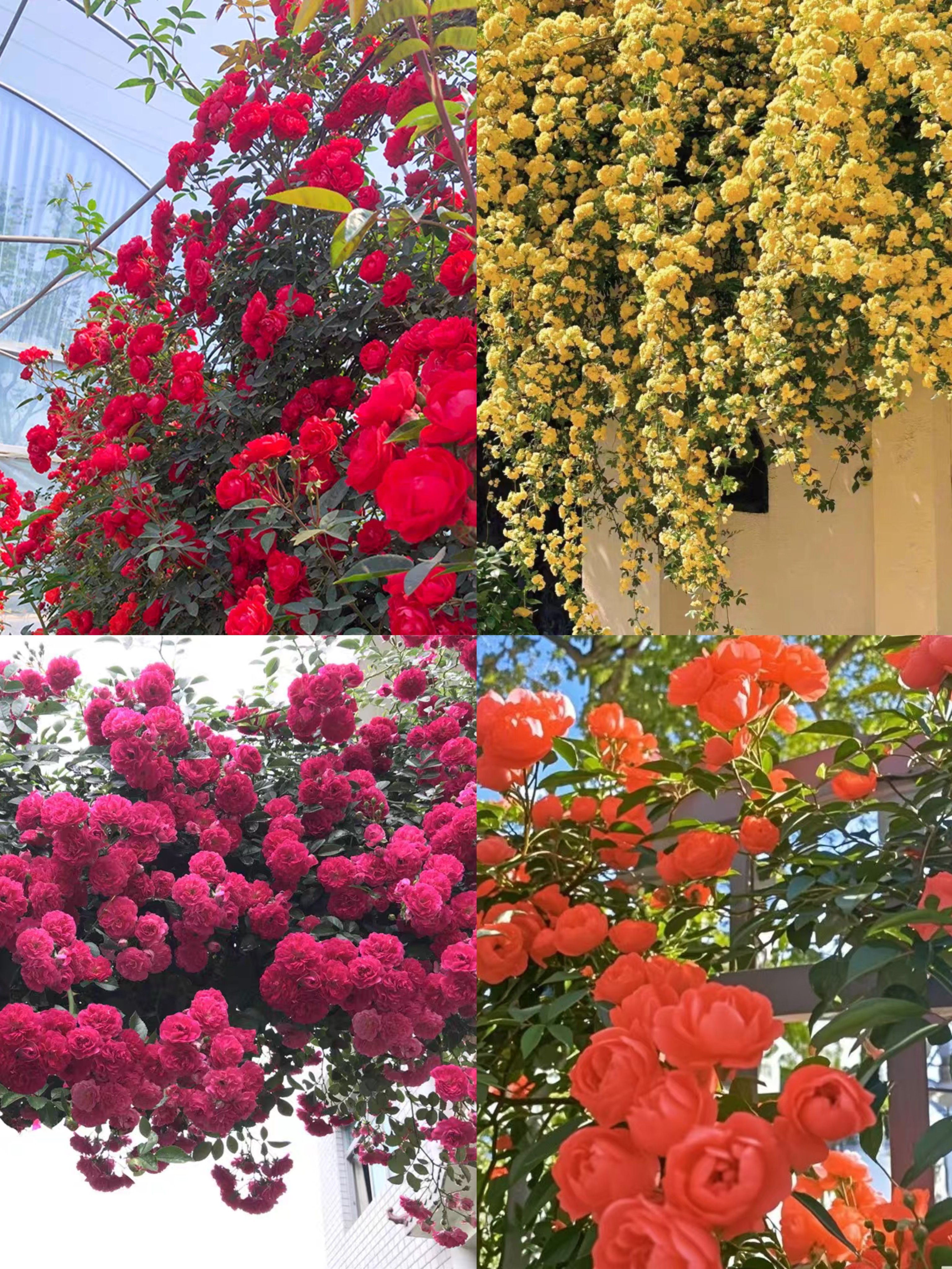 木香专用链接（红、黄、橙、粉、白）爬藤木香 无刺