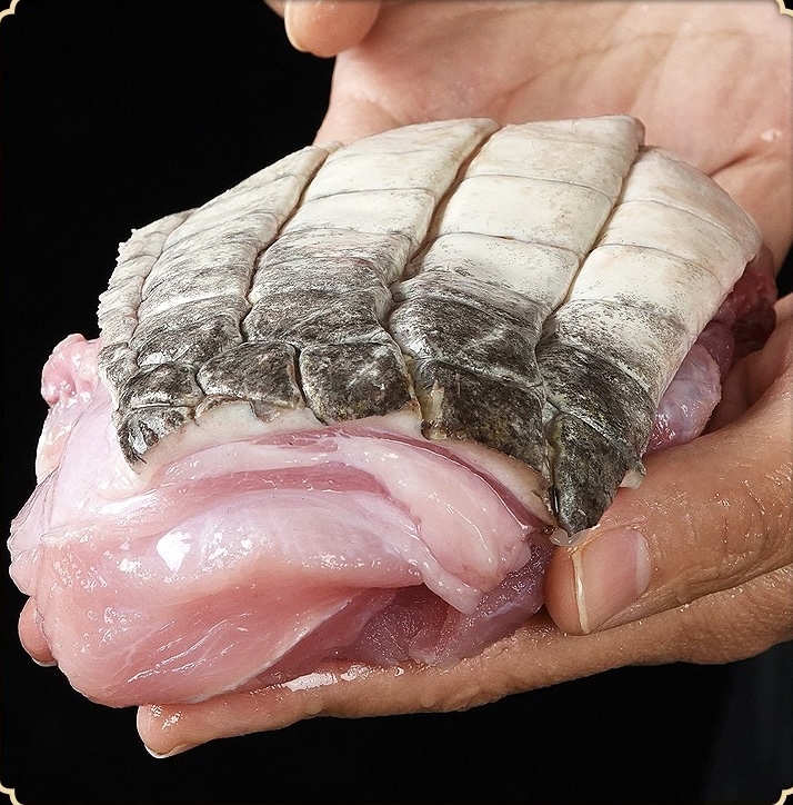 喜哥新鲜鳄鱼肉一物一拍