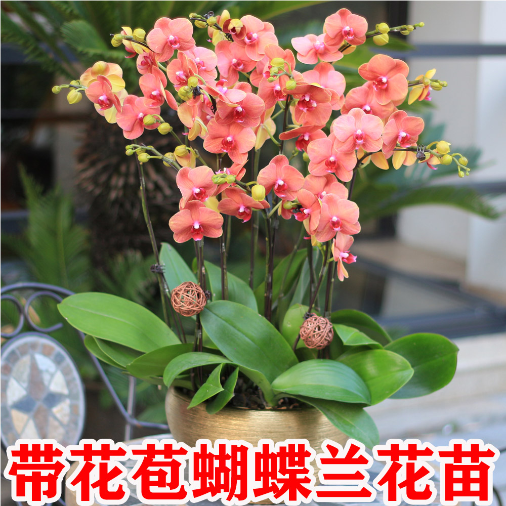 高品质蝴蝶兰盆栽带花剑发货 6 - 7个月花期好养花卉
