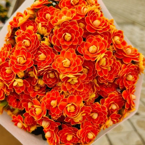 金狐狸  重瓣带花苞 110口径盆