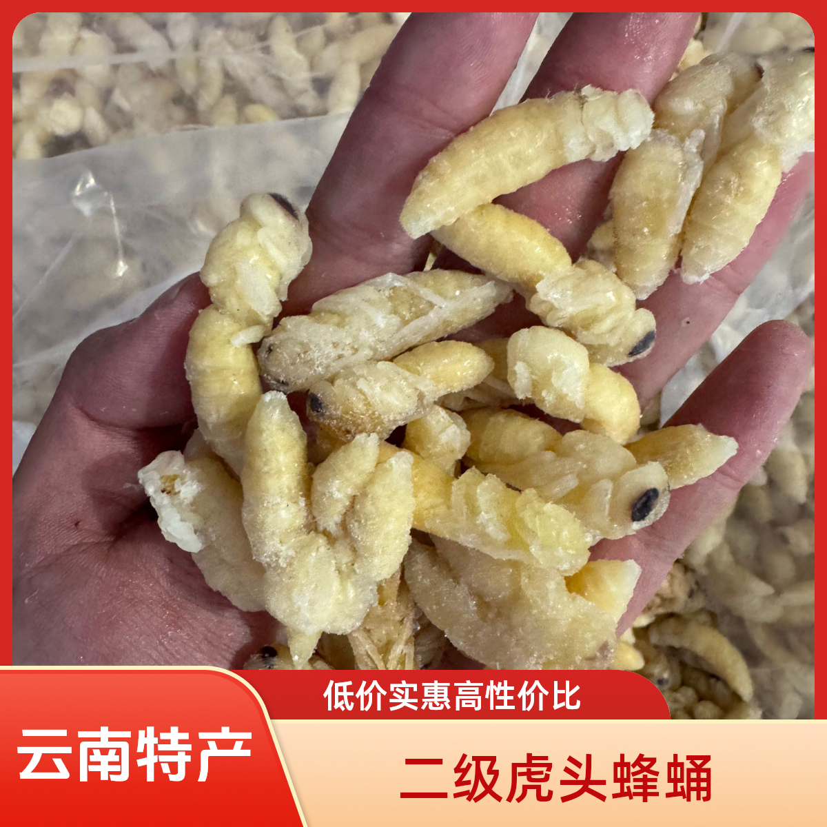 【新品冲销量】云南野生金环虎头蜂蜂巢土蜂蛹新鲜马蜂可食用