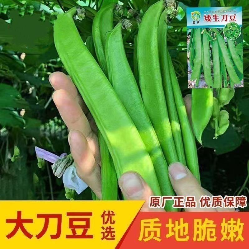 春季刀豆无筋大刀早熟四季豆种子扁豆豆角盆栽高产蔬菜阳台芸豆