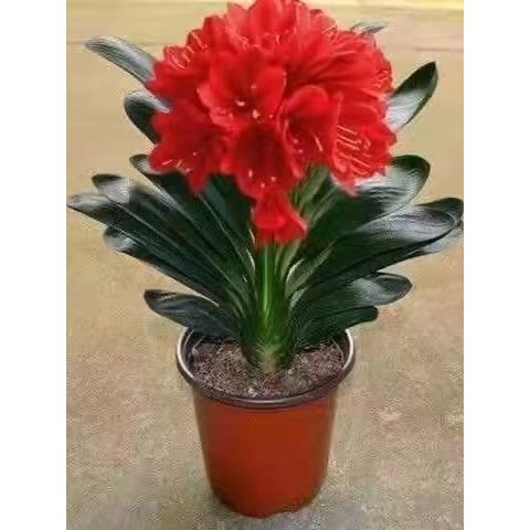 君子兰盆栽名贵花卉高档绿植当年开花四季常青好养易活室内阳台