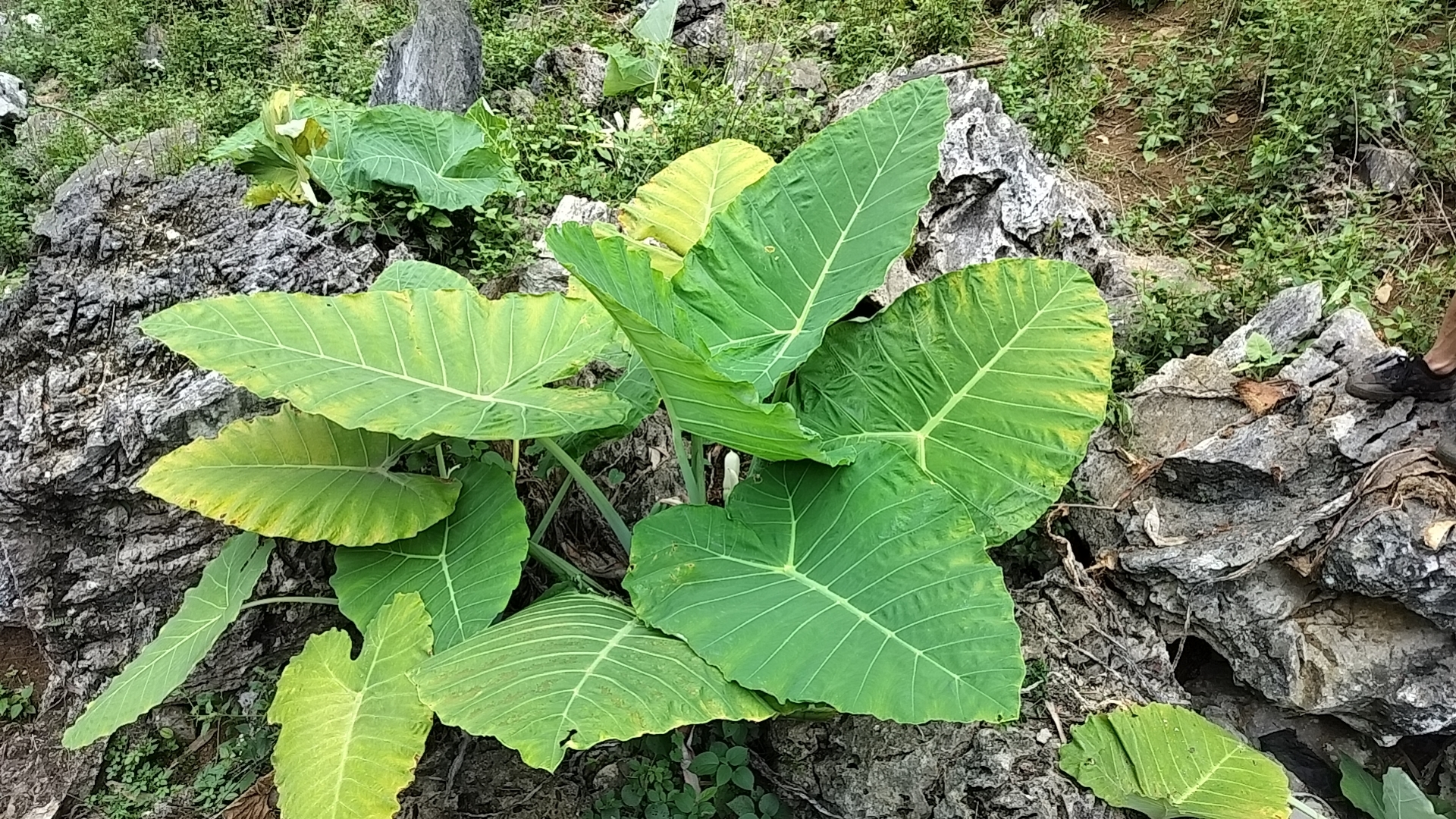 大叶绿植象耳芋可盆栽地栽适合室内客厅庭院种植