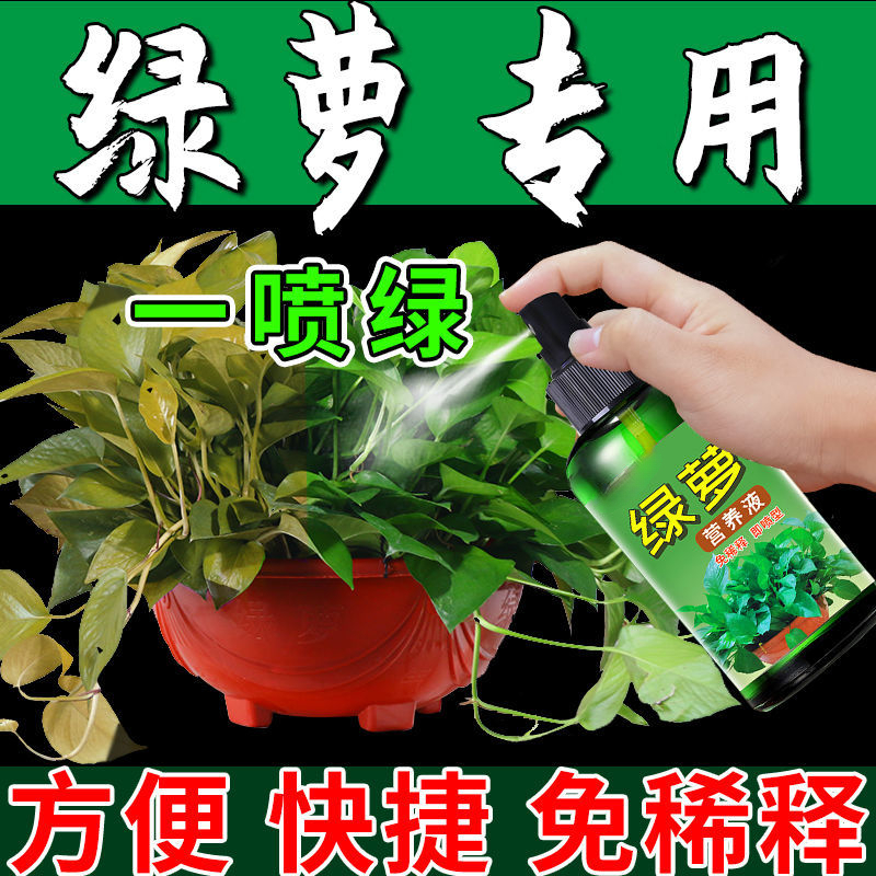 绿萝黄叶黑斑专用营养液肥料干枯掉叶一喷绿催长根长藤绿叶绿萝用
