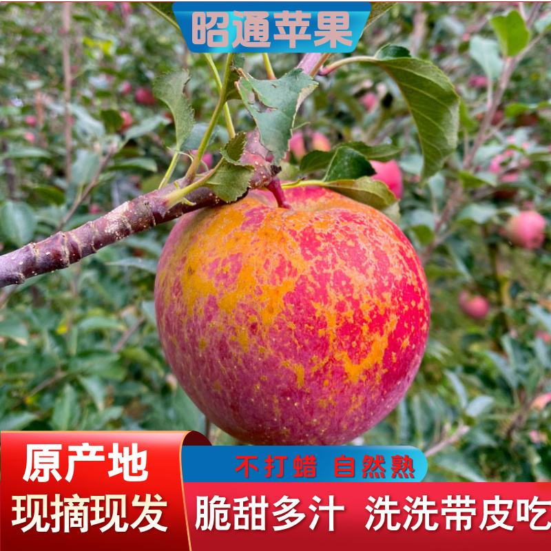 2025云南新鲜昭通冰糖心丑苹果脆甜当季现摘脆甜多汁整箱包邮10斤