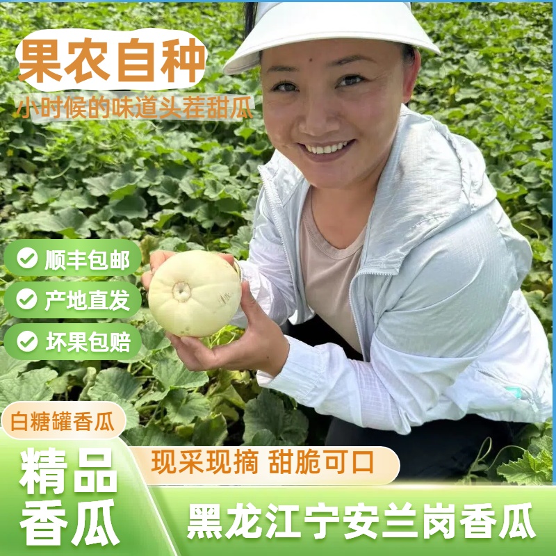 【顺丰包邮】东北香瓜晚甜瓜白糖罐脆甜可口黑龙江新鲜水果农家自种