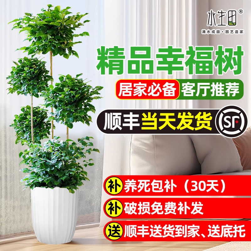 【大棵幸福树】室内绿植盆栽大型多层新家客厅电视柜两旁装饰办公室