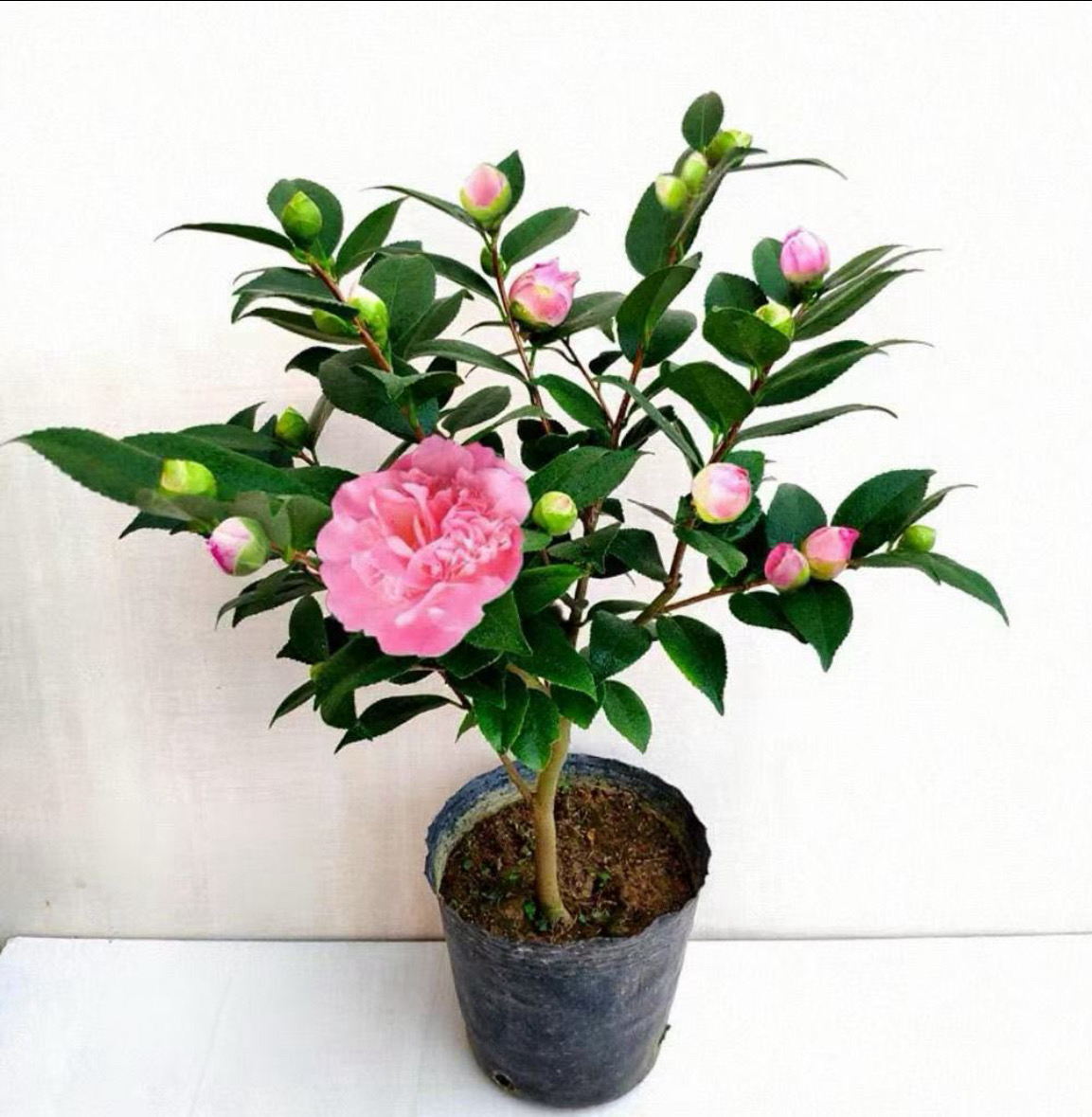 香水香妃茶花带花苞树苗盆栽四季浓香型室内外好养耐寒耐热绿植