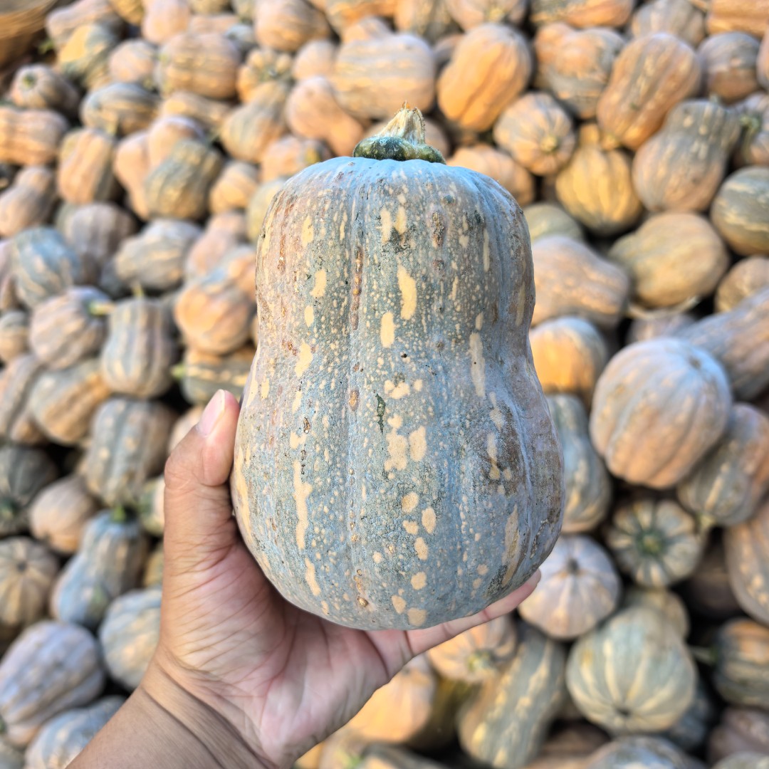 花生南瓜小金香南瓜花生小南瓜当季现摘宝宝辅食软糯香甜板栗味