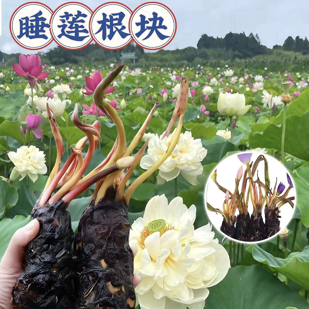 睡莲根块带芽水培的池塘庭院水池盆栽绿植冬天室内阳光玄关阳台