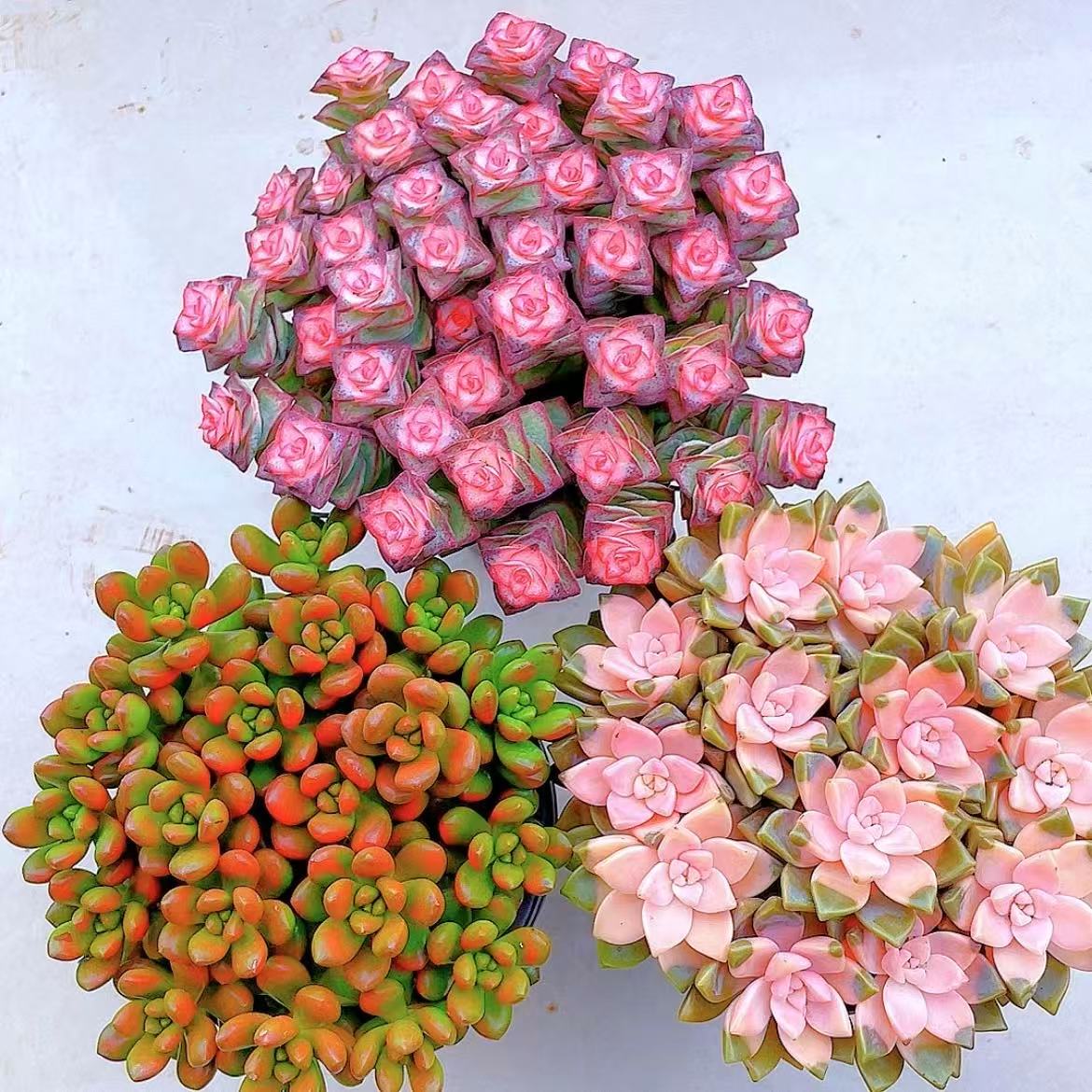 彩虹钱多多樱花锦碰碰香多种多肉植物组合带盆带土好养适合阳台