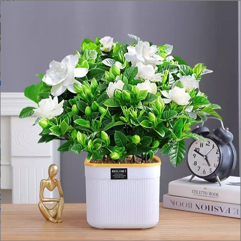 【230】栀子花盆栽带花苞室内四季开花水培浓香好绿植四季好养