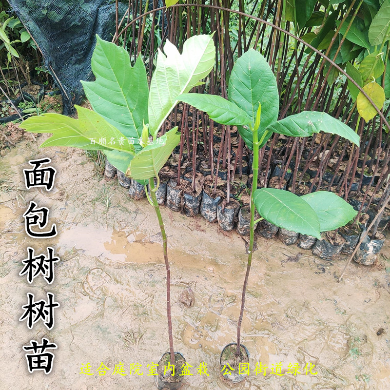 面包树树苗 网红面包树 面包树小苗 面包果小苗 猴面包果树树苗
