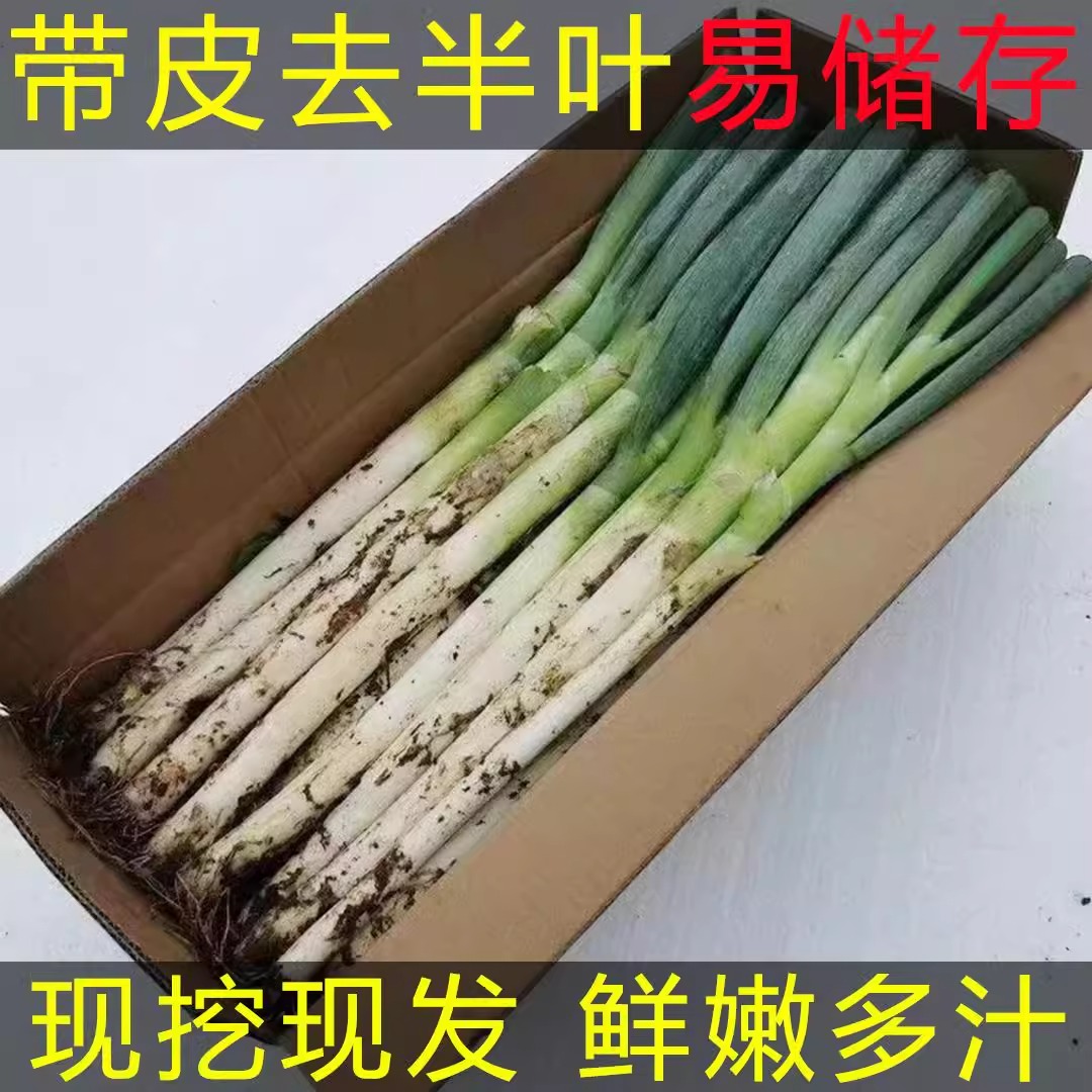 {现挖现发}正宗山东铁杆大葱带皮去半叶新鲜蔬菜没有任何科技狠活