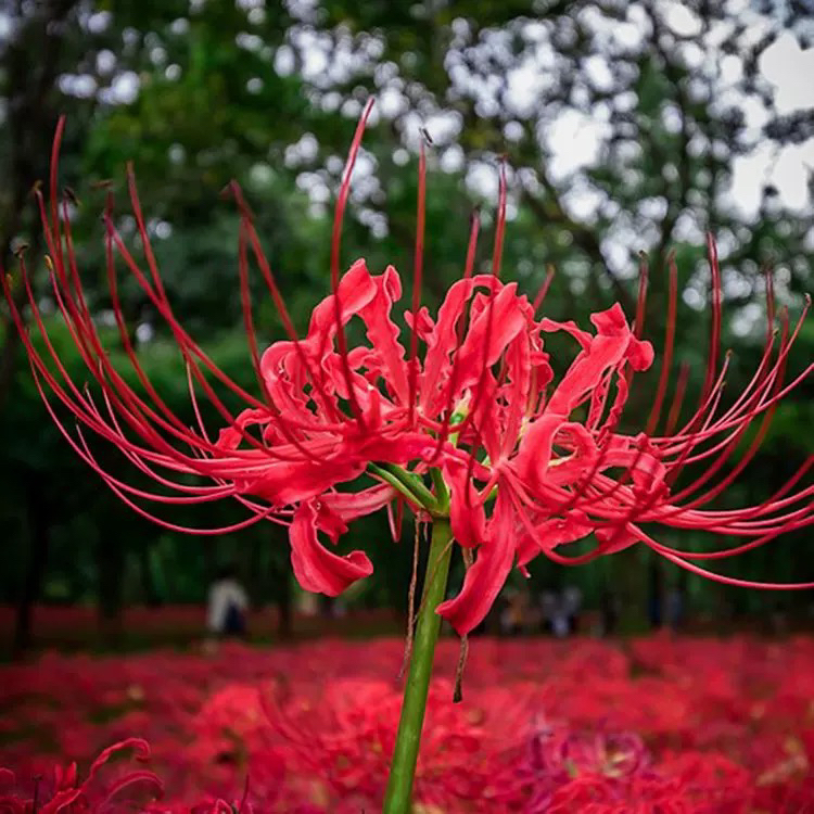 玫瑰石蒜彼岸花种子曼珠沙华种球四季庭院盆栽20个种球曼陀罗