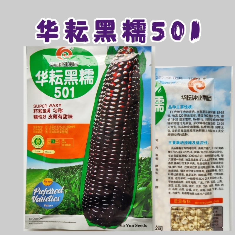 华耘黑糯501玉米种籽黑粘玉米种子非转基因鲜食玉米大棒春夏季种