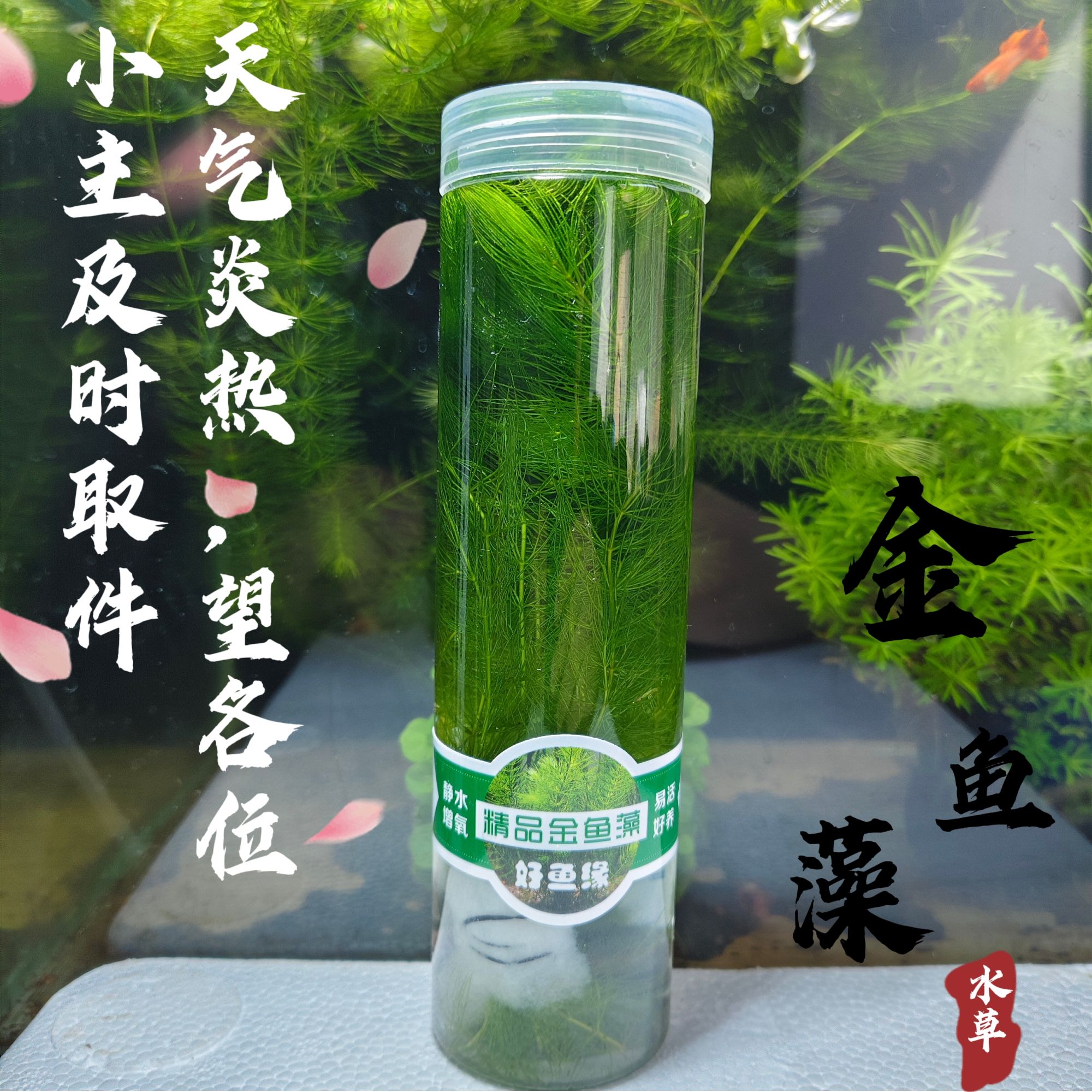 【金鱼藻】阴性水草新手无需种植鱼缸造景小鱼躲避繁殖古法养鱼绿植