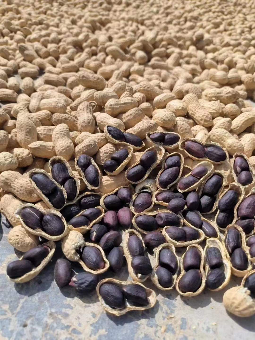 『青龙黑花生』带壳花生好吃不上火休闲零食