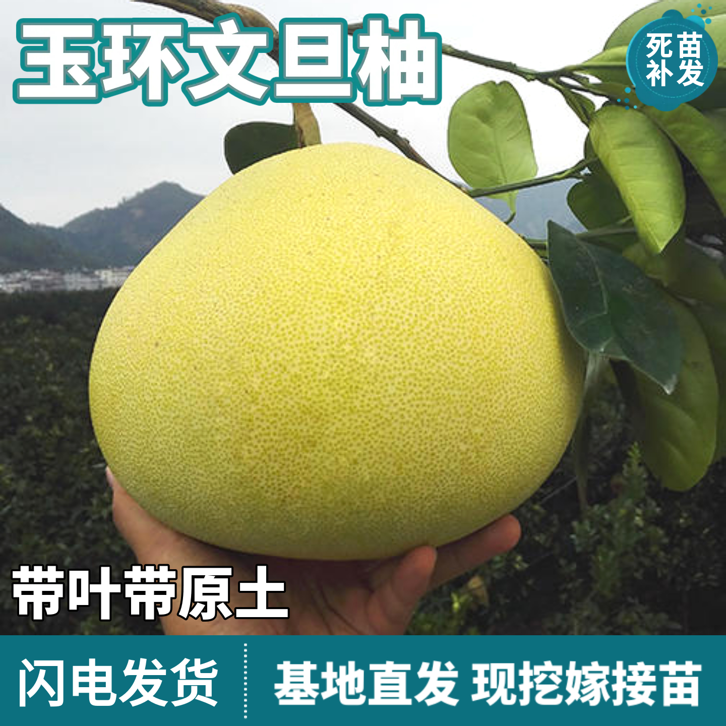 玉环文旦柚树苗南北方庭院地栽盆栽嫁接特大果白心柚子苗当年结果