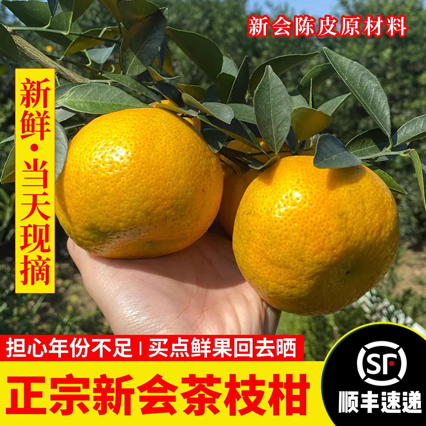 新会天马新会柑茶枝柑鲜果大红皮冬后柑晒陈皮原材料现摘现发