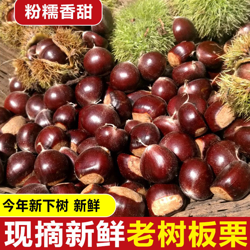 板栗生新鲜2025年深山小板栗毛栗子江西特产现摘油栗甘栗送剥栗器