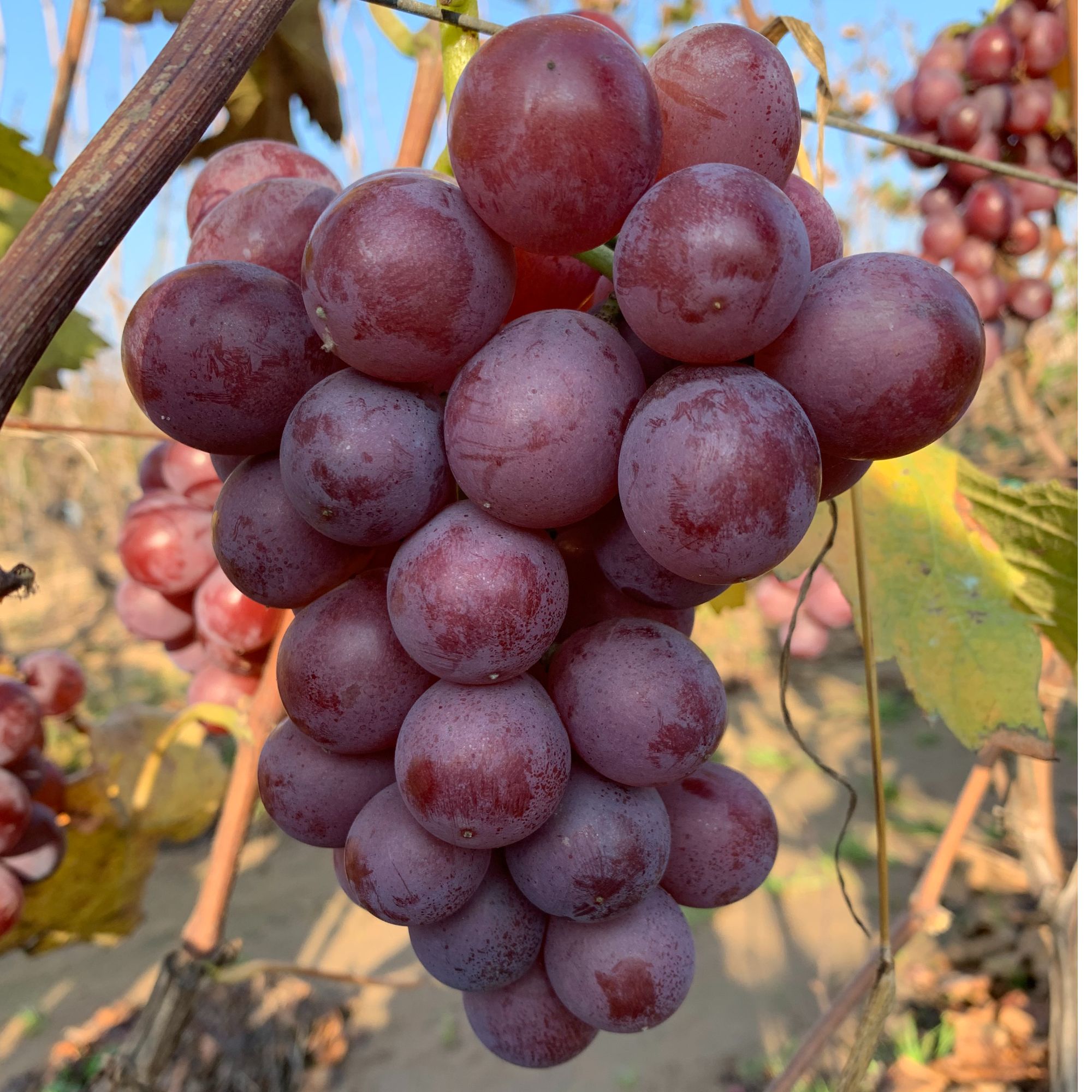 [巨好吃]巨峰葡萄精选新鲜现摘顺丰包邮3/4斤有籽山东烟台