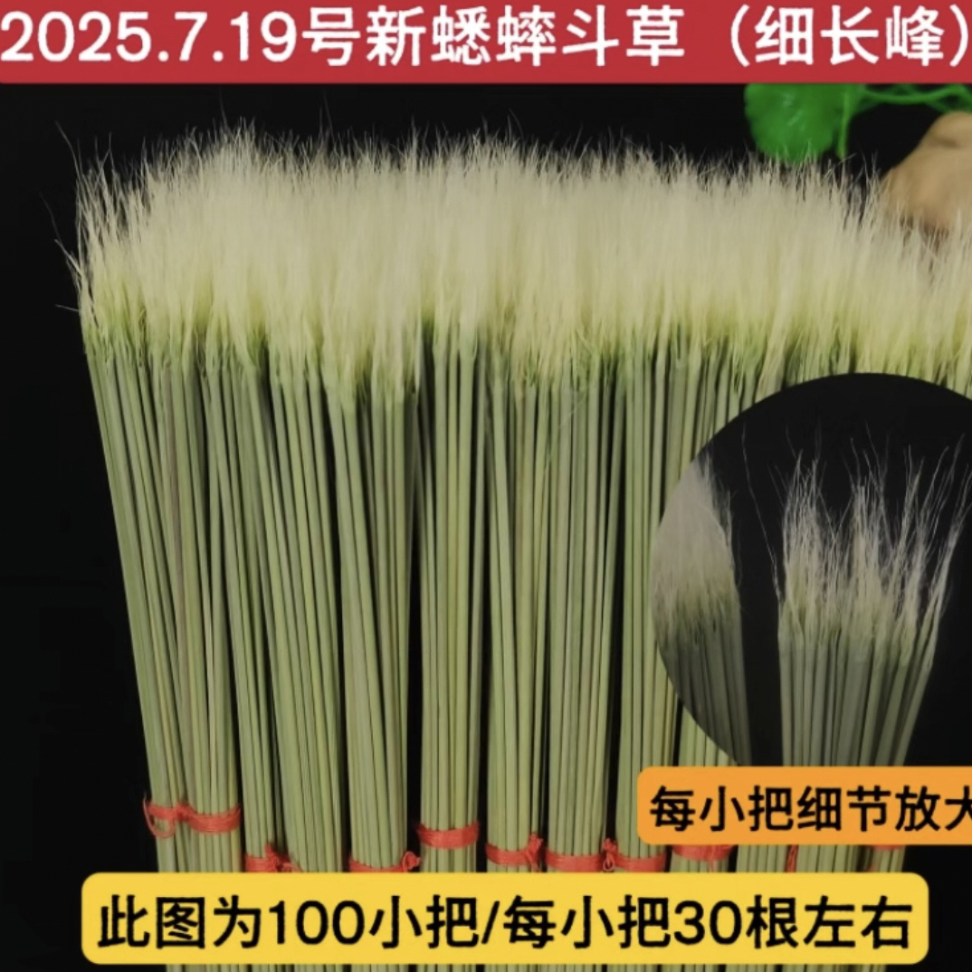 斗蛐蛐须子蟋蟀草开牙草斗蟋蟀用品现货